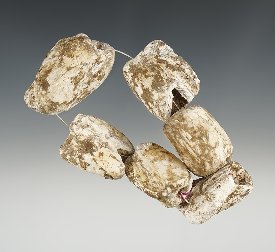 Set of 6 Large Marine Shell Beads found near the Tennessee River, largest is 1 3/4".