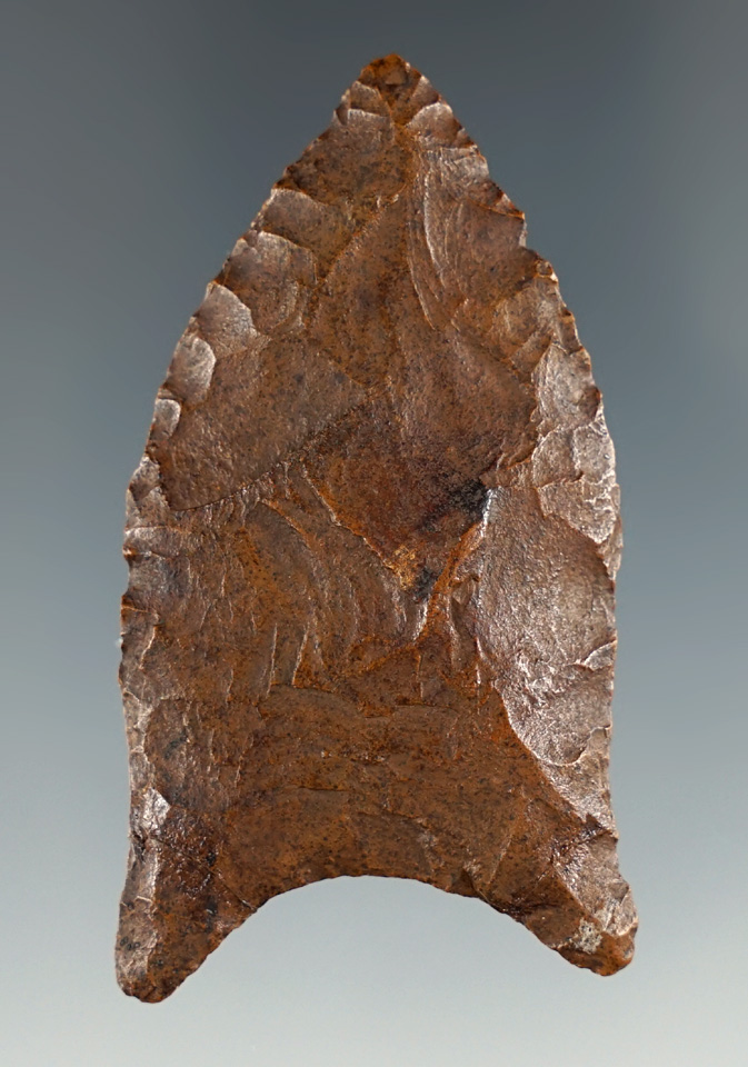 Nice! 2 3/8" Paleo Simpson - Suwanee Co., Florida. Both auricles have been broken and glued - COA