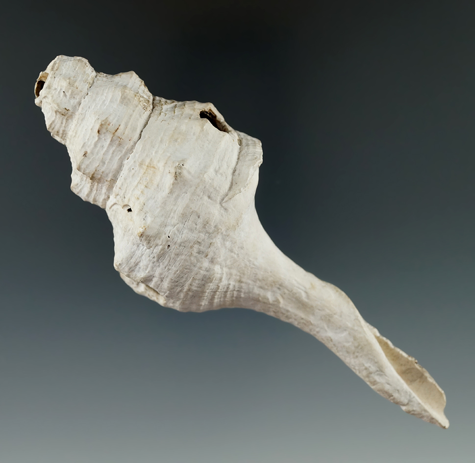 5" long prehistoric conch shell digging tool from the Mississippian culture found in Georgia.