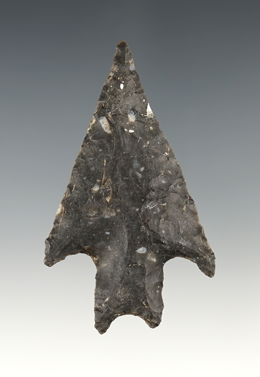 Nice 2 5/8" Pedernales found in Coryell Co., Texas. Ex. Bill Arnold. Comes with a Rogers COA.