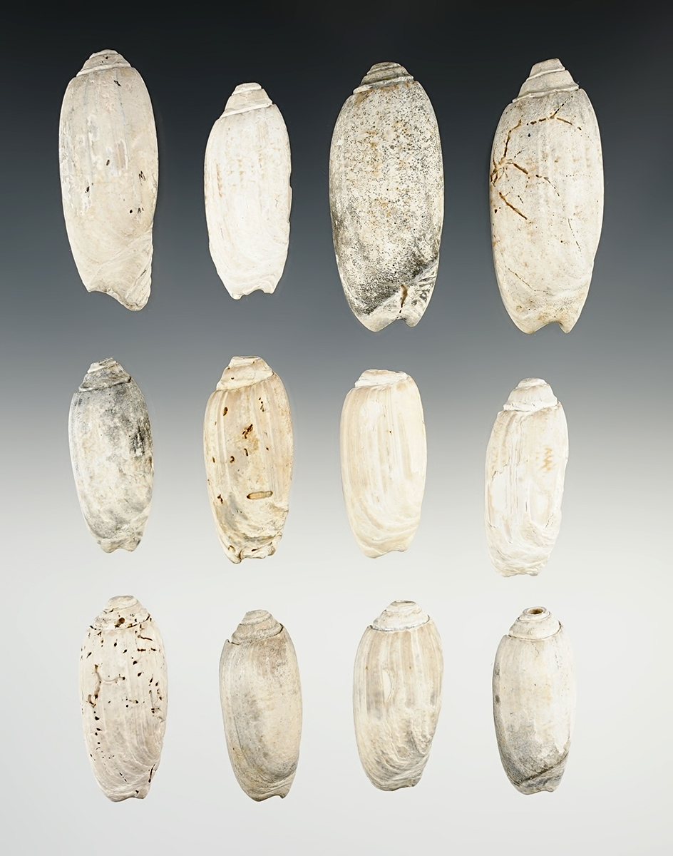 Set of 12 Drilled Shell Beads found in Tennessee. The largest is 2 3/16".