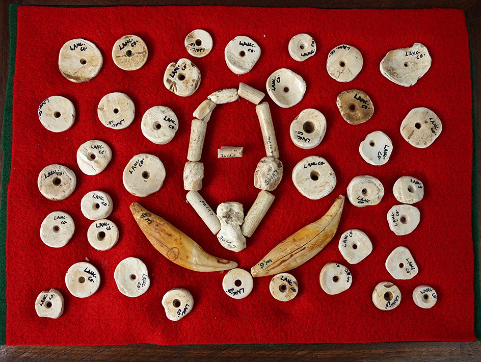 Exceptional grouping of drilled Shell beads and two bear teeth - Lancaster Co., Pennsylvania.