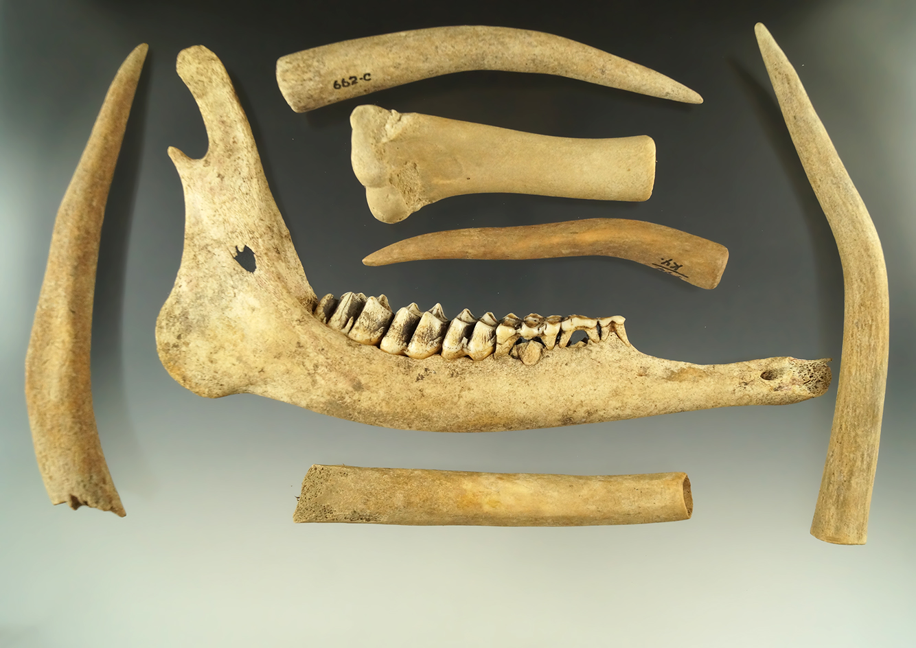 Excellent group of bone artifacts collected at the Fox Field site, Kentucky. Largest is 7 1/2".
