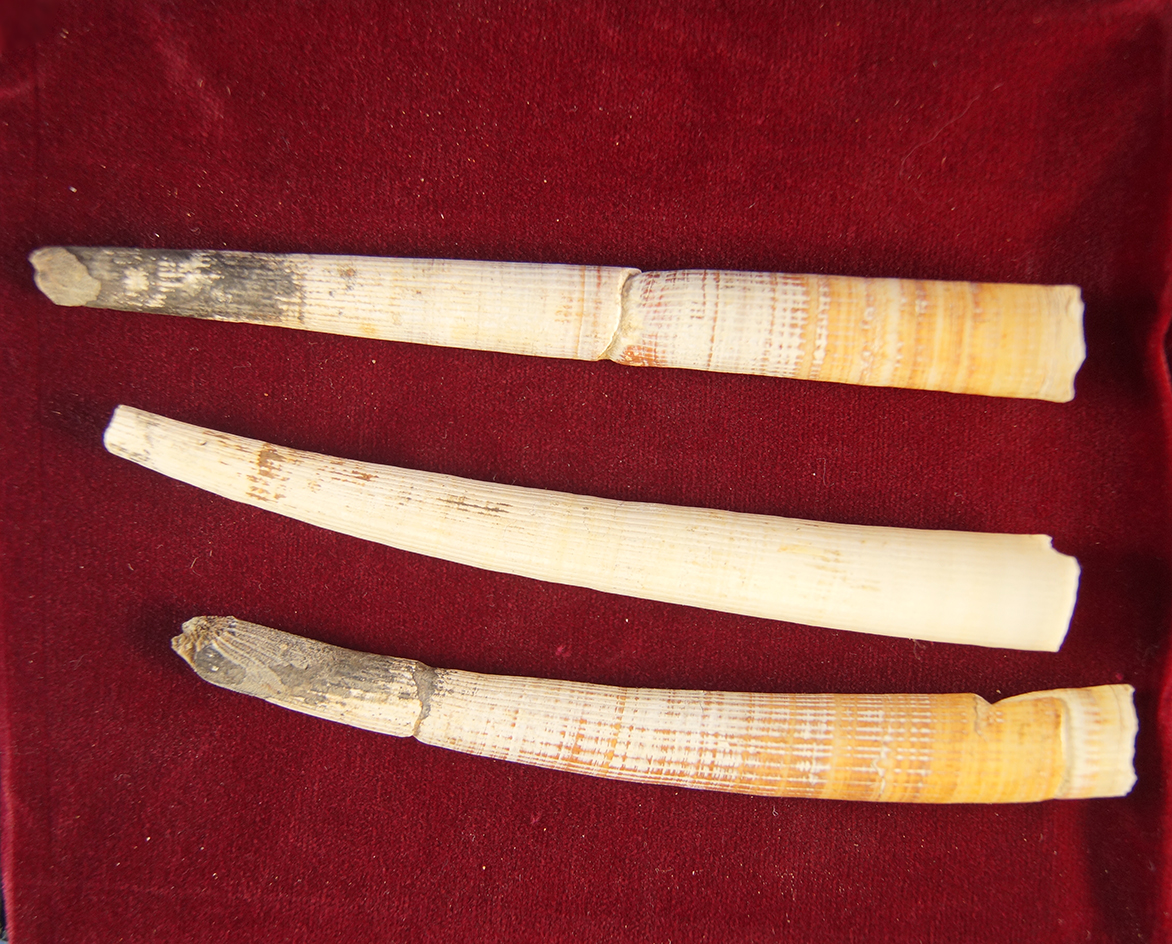 Set of three large Dentalium shells (one is broken and glued) found a site near the Columbia River.