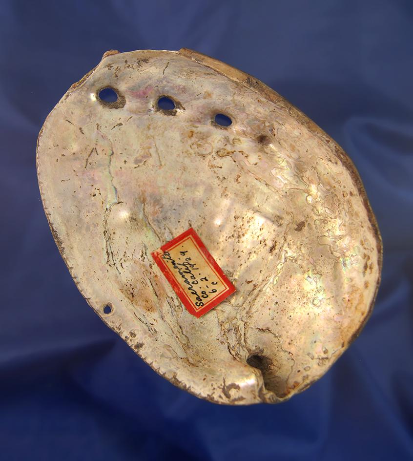 Nice! 4 3/4" drilled shell ornament with original old tag found in Sacramento County California
