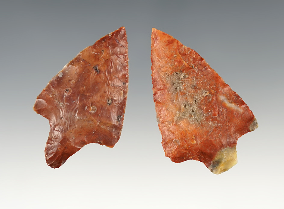 Pair of beautiful points including a Marion and a Hardee. Found in Florida. The largest is 2 1/8".