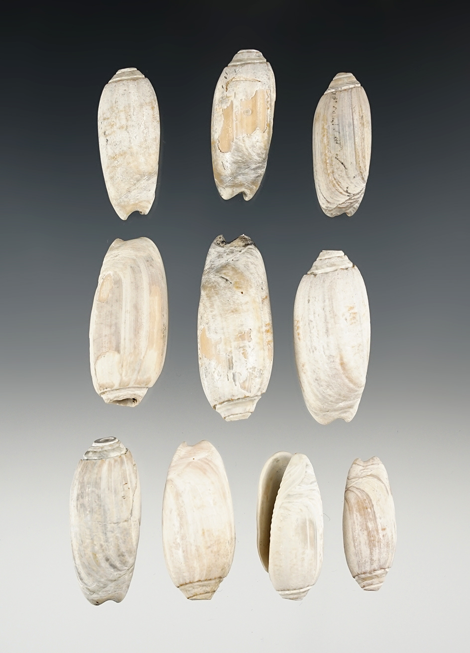 Set of 10 Drilled Shell Beads found in Tennessee. The largest is 1 5/8".
