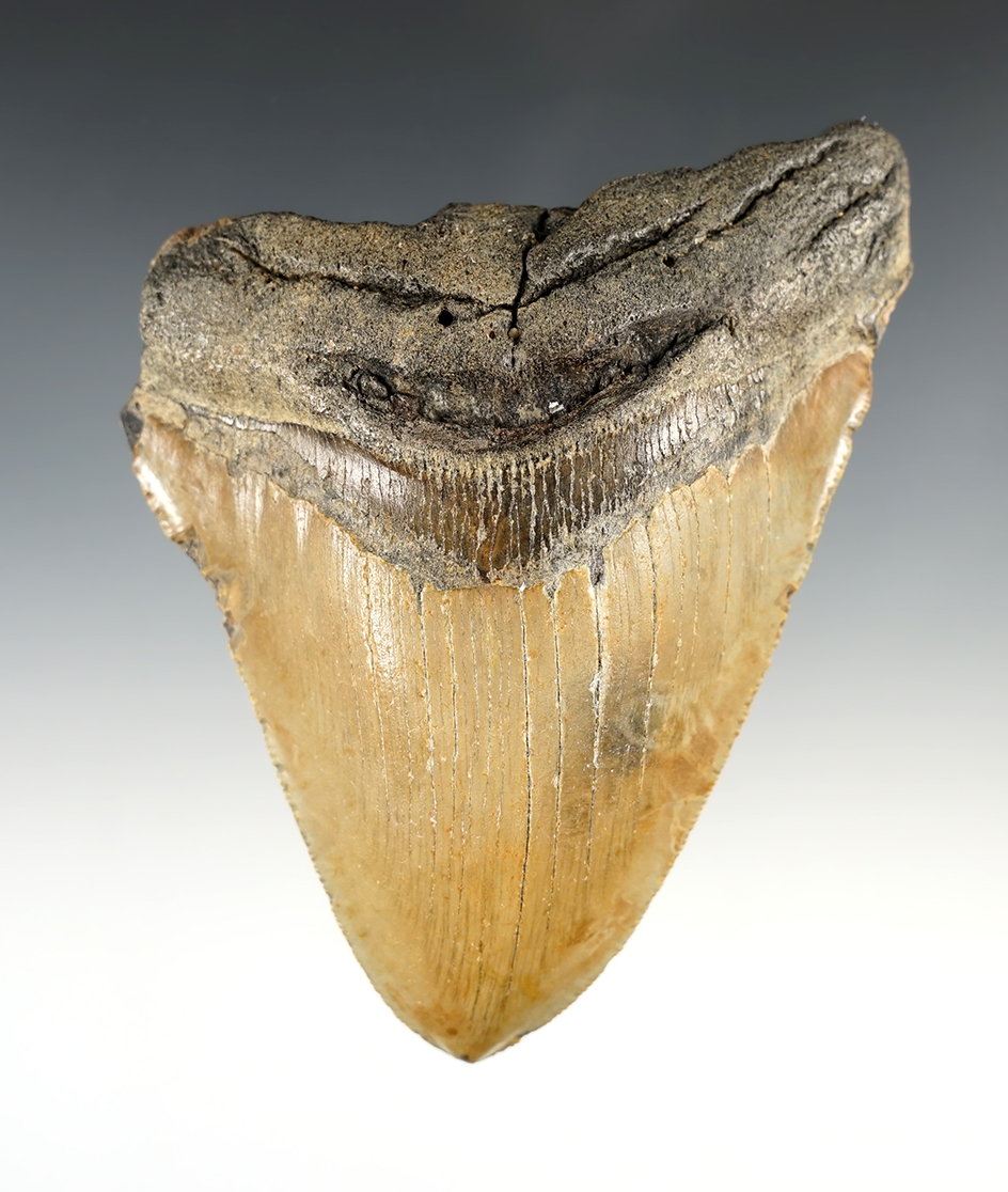 Nice 4 7/8" Megalodon Tooth found in South Carolina.