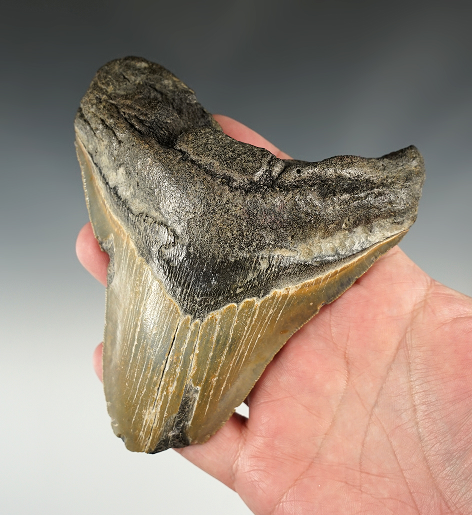 5" long Fossilized Megalodon Sharks tooth.