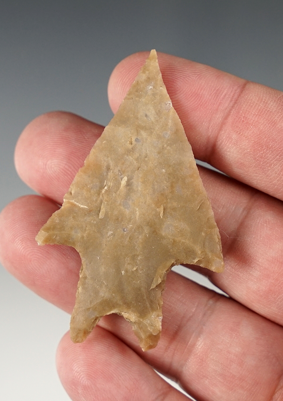 Nice 2 9/16" Pedernales - Texas. Bill Arnold COA.