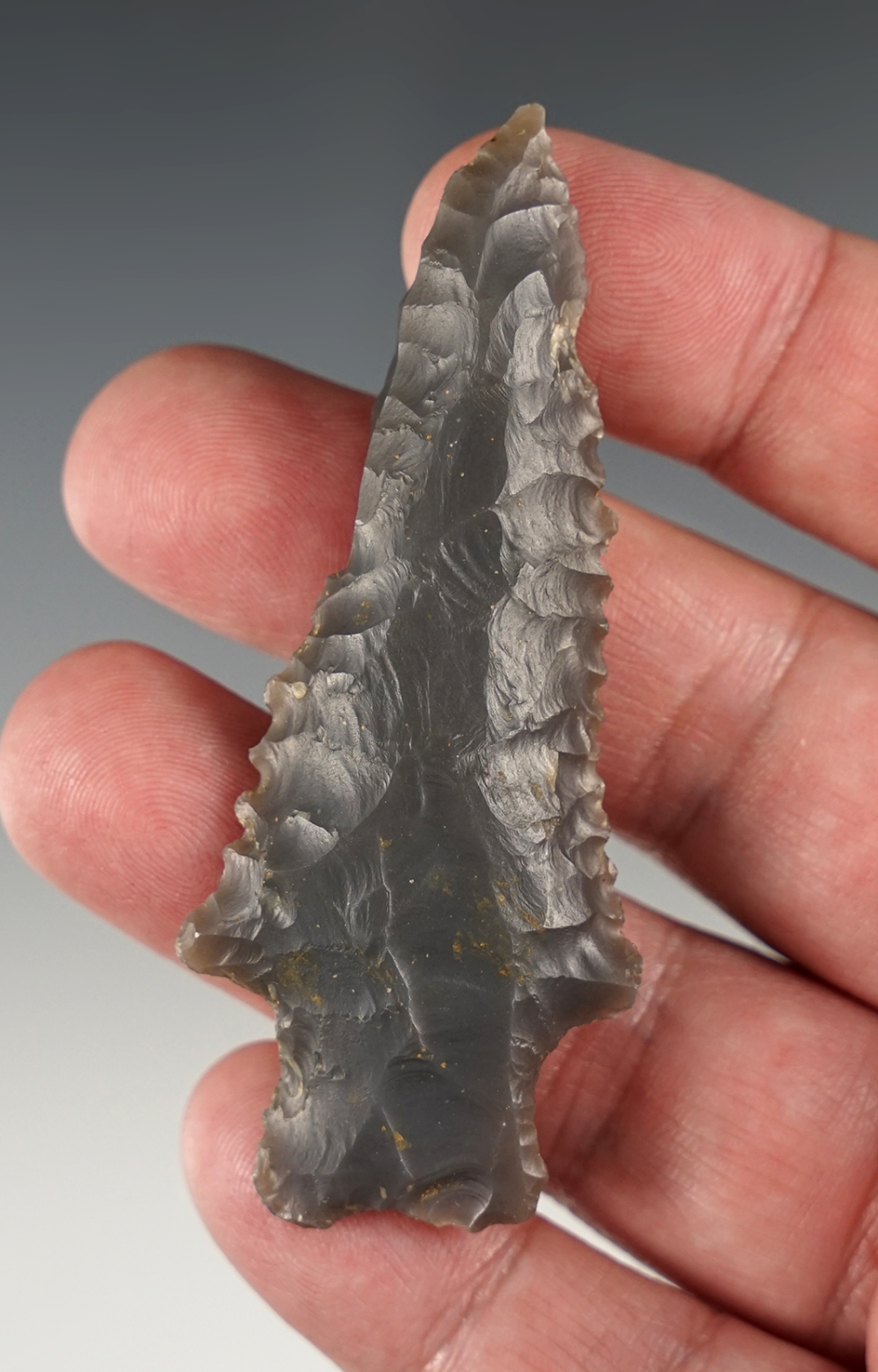 3 1/16" Serrated Heavy Duty point - Fentress Co., TN.