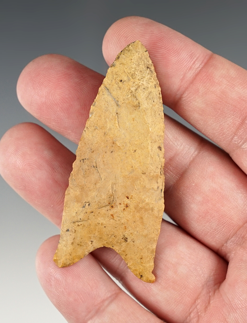 2 1/2" Dalton found in Johnson Co., Illinois.