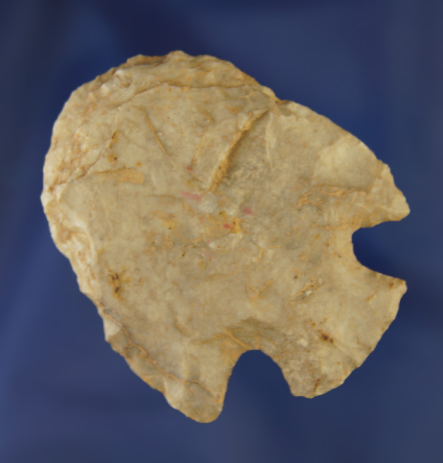 2 3/8" large Cornernotch Hafted Scraper found in Missouri.