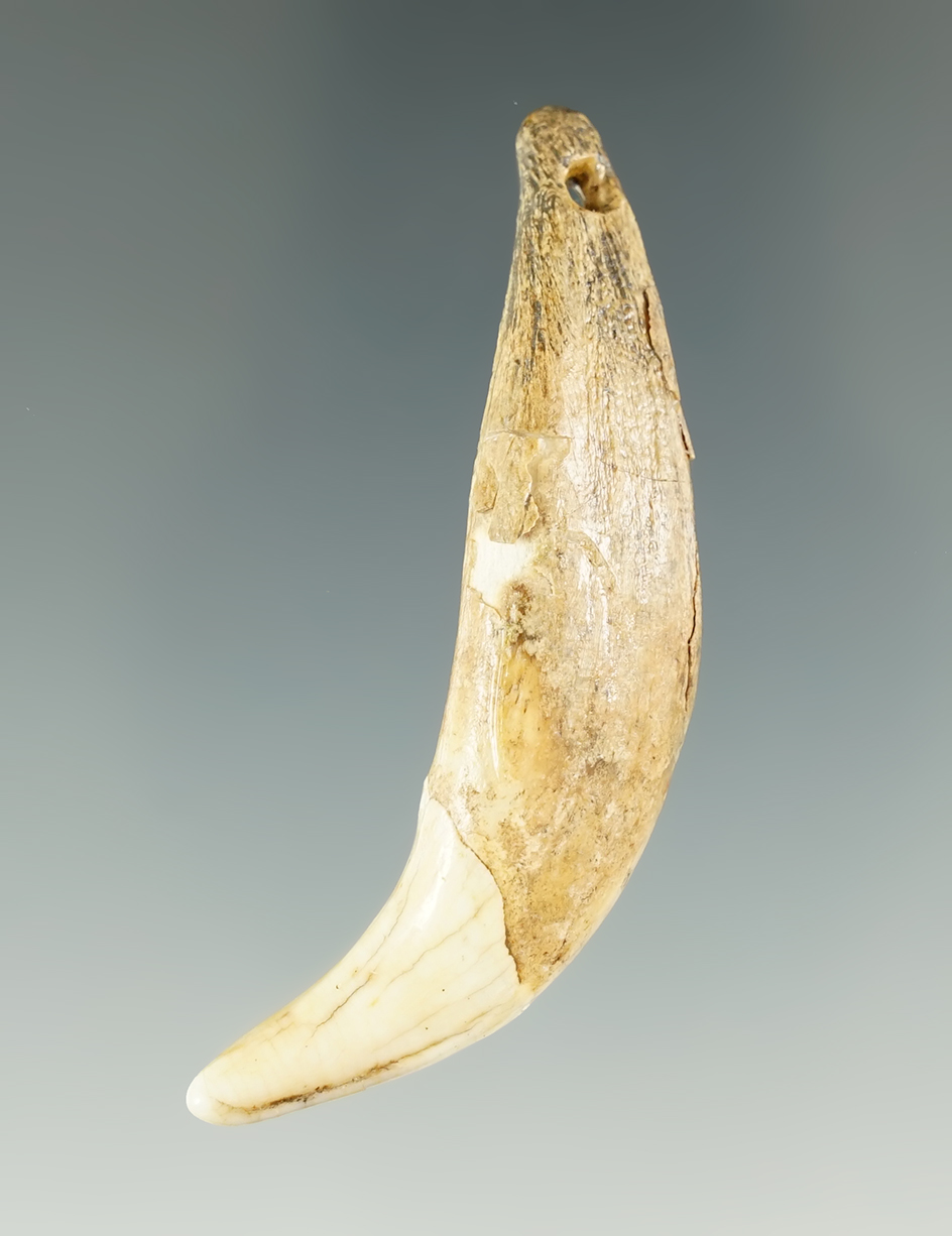 Large 2 1/2" drilled canine tooth found in Mason County Kentucky. Ex. Faben Collection.