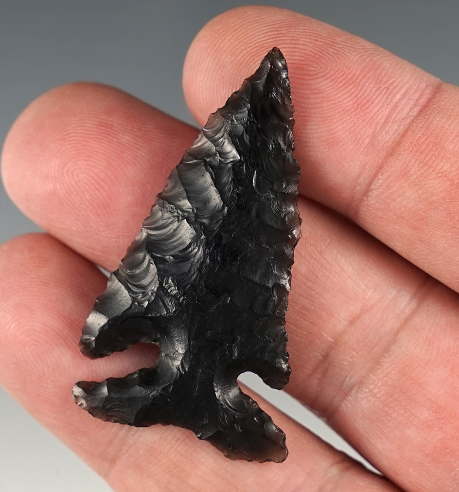 Fine 1 13/16" Obsidian Elko Eared found in NW Nevada. Comes with a Stermer COA.