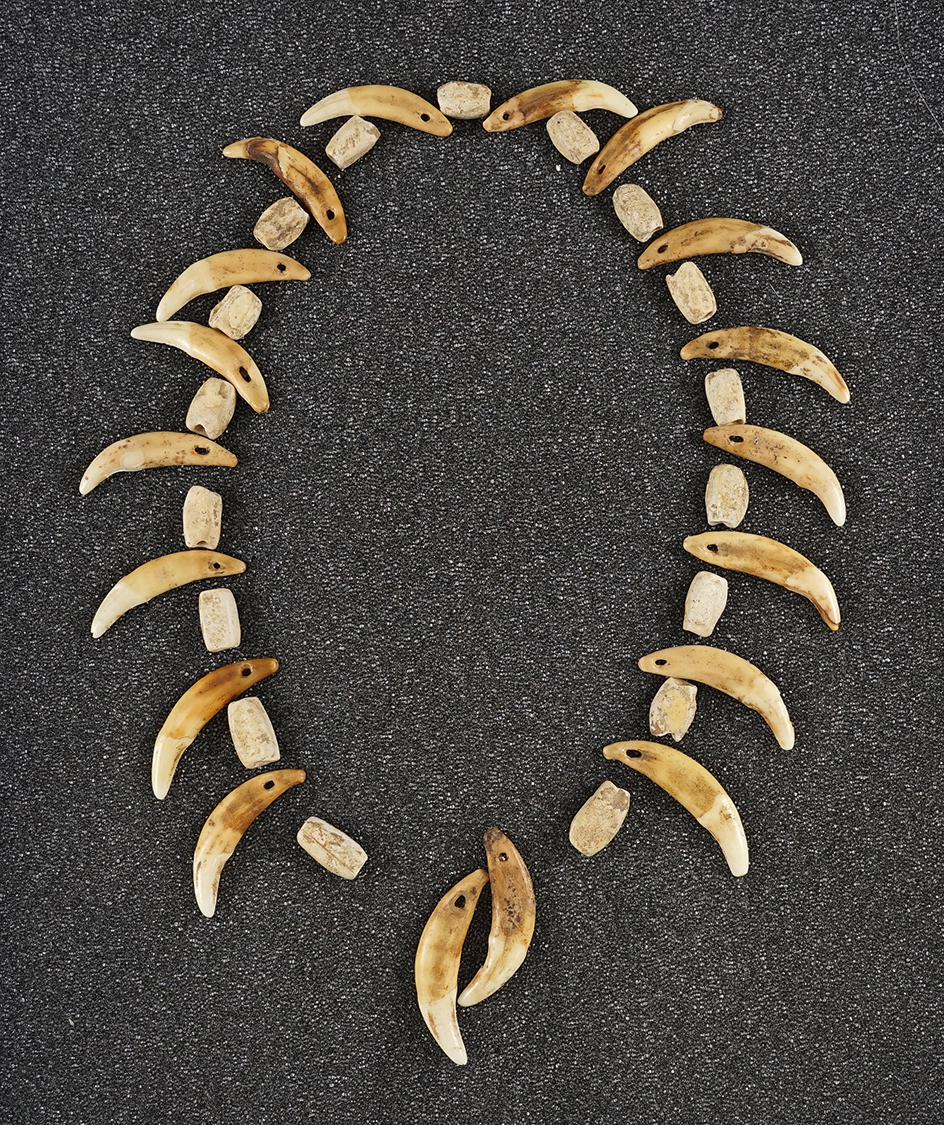 Set of Drilled Canine Teeth and Bone Bead Necklace Set recovered together at a site in Kentucky.