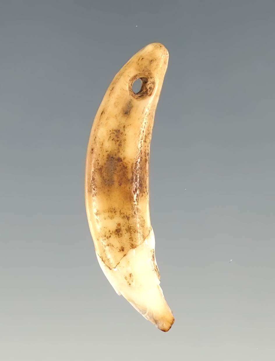 1 1/4" Anasazi Predator Tooth Pendant found in Navajo Co., Arizona in excellent condition.