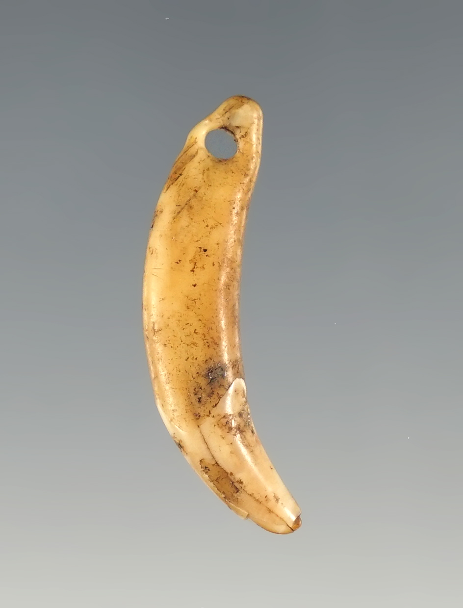 1 3/16" Anasazi Predator Tooth Pendant found in Navajo Co., Arizona in excellent condition.