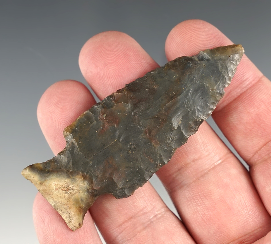 2 13/16" Bakers Creek found close to the Mississippi River in Tennessee. Sonora flint.