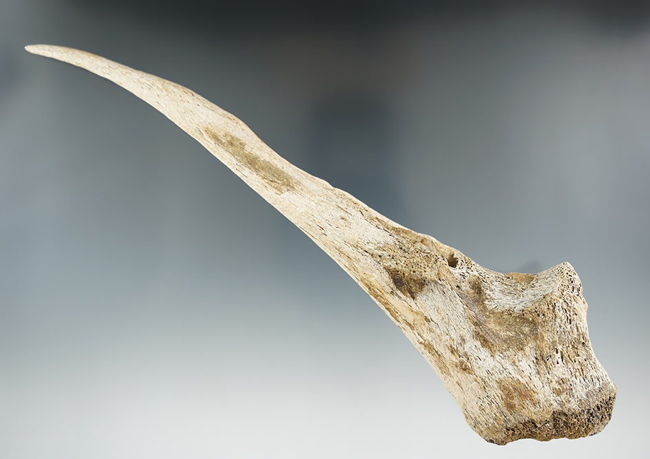 Large 8 7/8" bone Trigger Awl found in Kentucky.