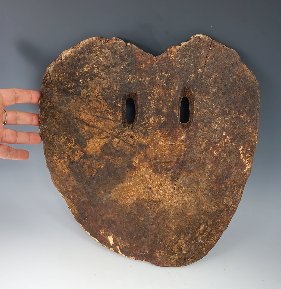 Large and unique whalebone shield plate that measures 11 5/8".