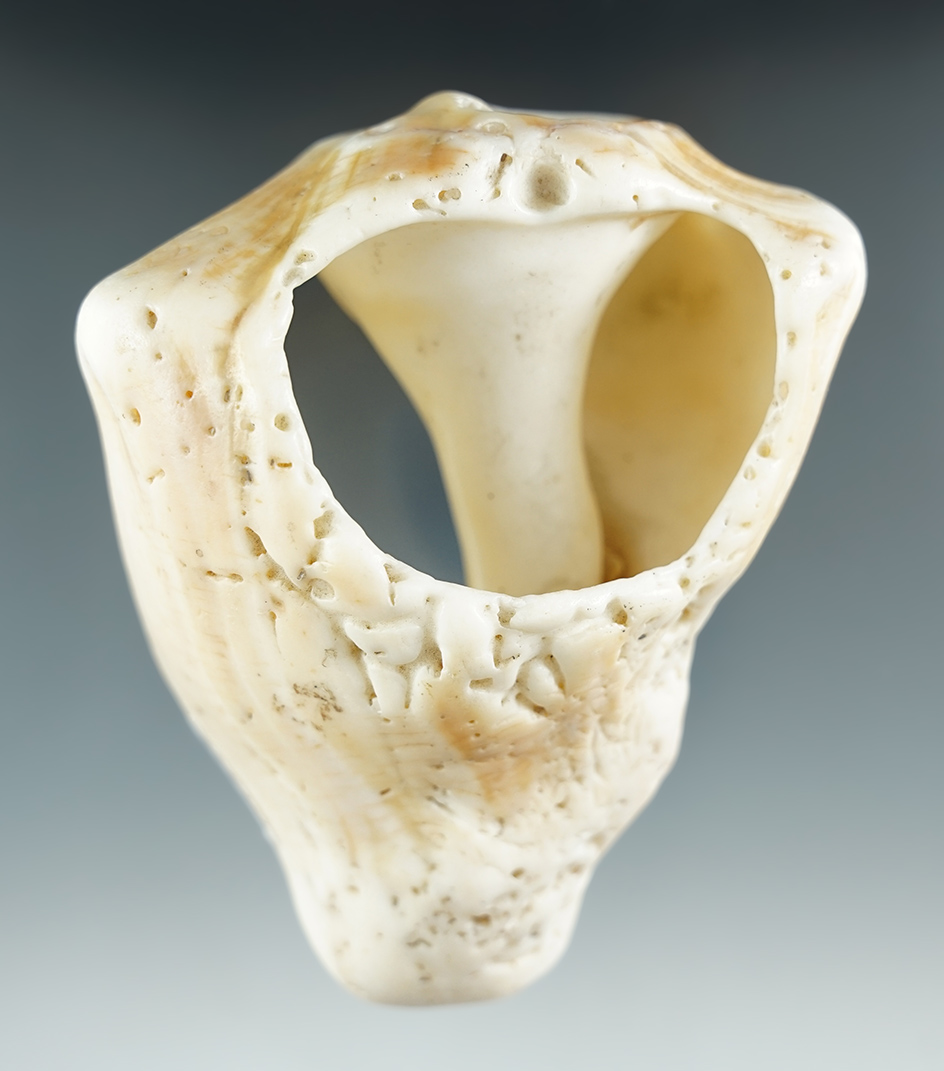 4 1/4" conch shell club/hoe .