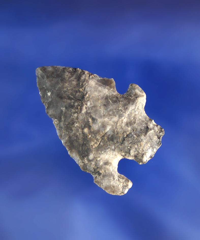 1 7/16" Charcos point found by Nancy Dinz near falcon Lake, Zapata Co., Texas. Jackson COA.