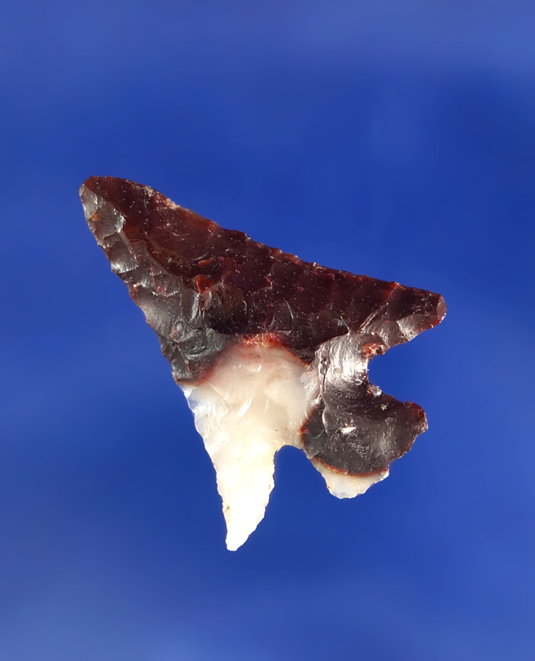 Beautiful bicolored material on this 1" long Columbia Plateau found near the Columbia River.