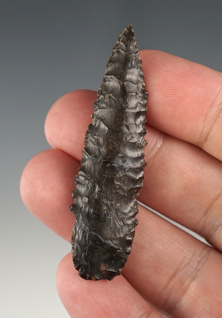 2 7/16" Coquille Broadneck found near the Columbia River.Nicely serrated example.