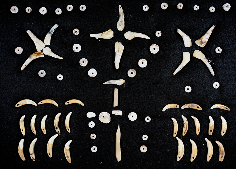 Large group of drilled shell beads, 2 bear teeth and drilled canine teeth - Fox Field site, Kentucky