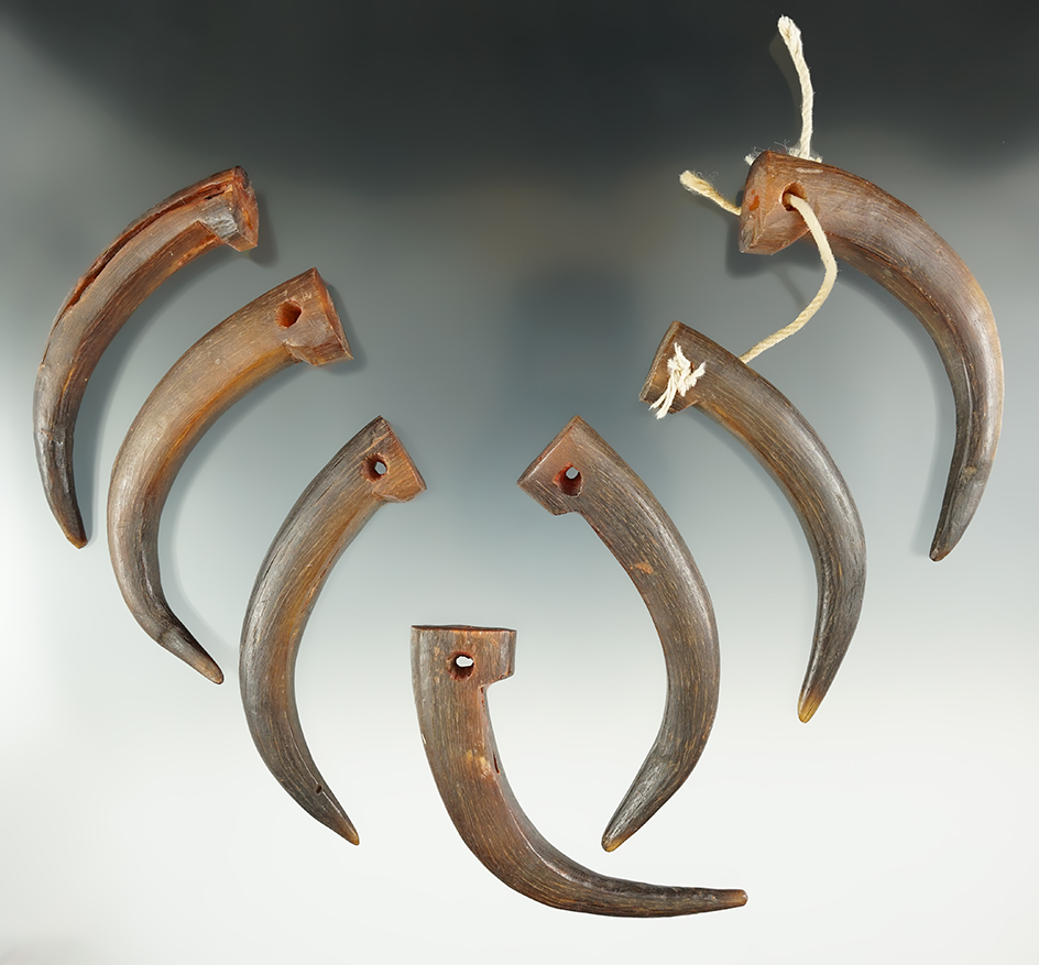 Nice Set! Group of seven drilled bear claw's from a necklace circa late 1800s.  Largest is 3 1/2".