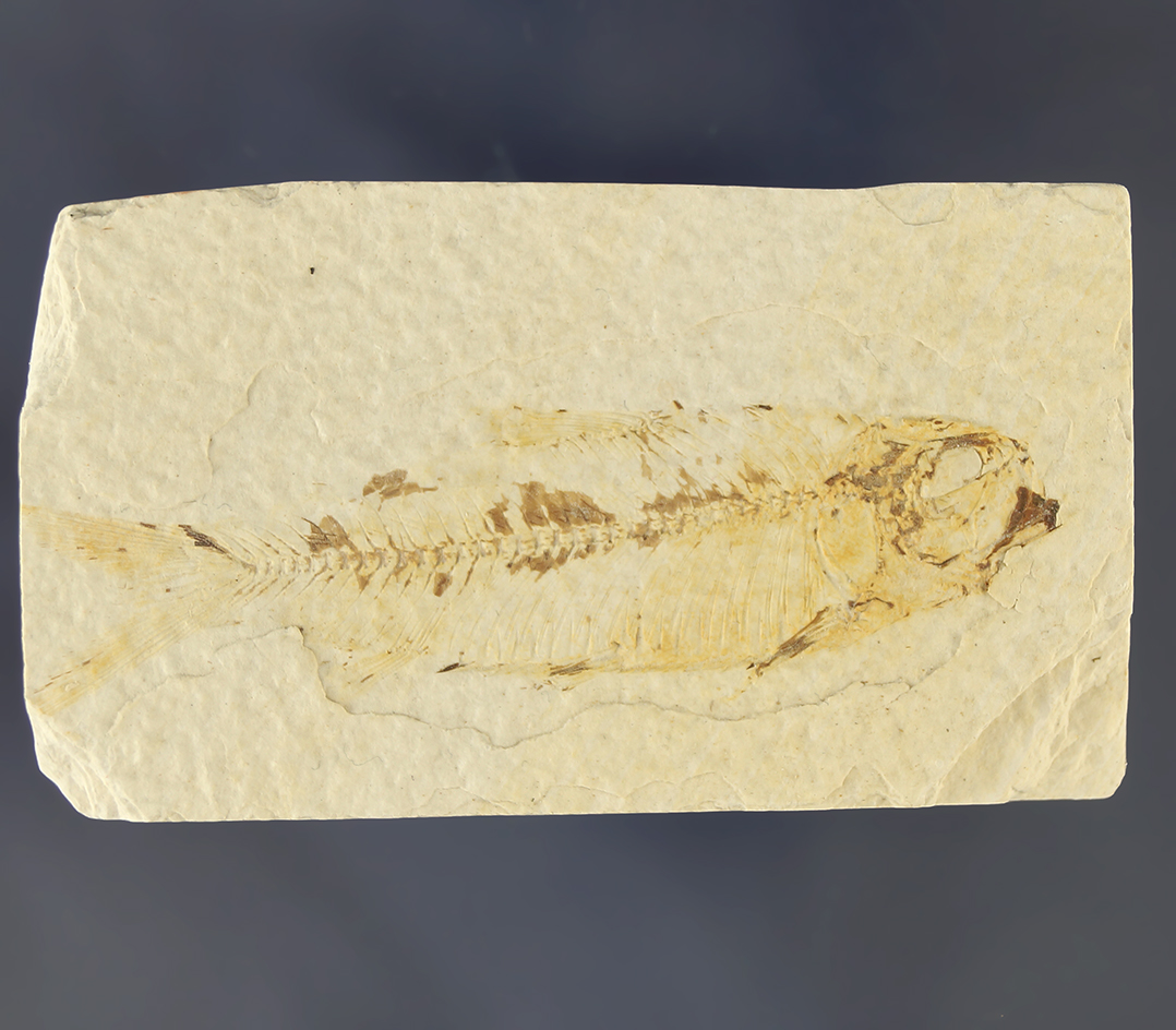 2 3/4" fossil fish found in Kemmerer, Wyoming.