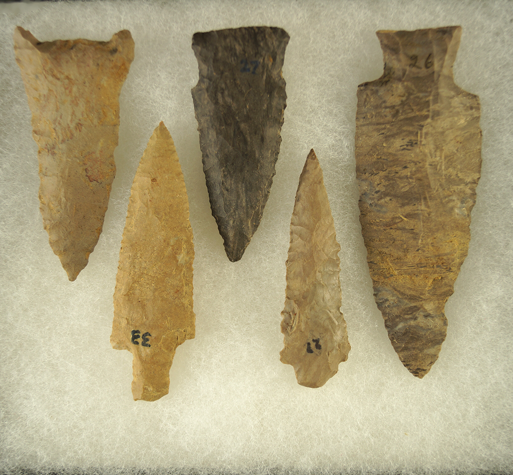Set of five Tennessee arrowheads found near Dickson, largest is 3 1/2".