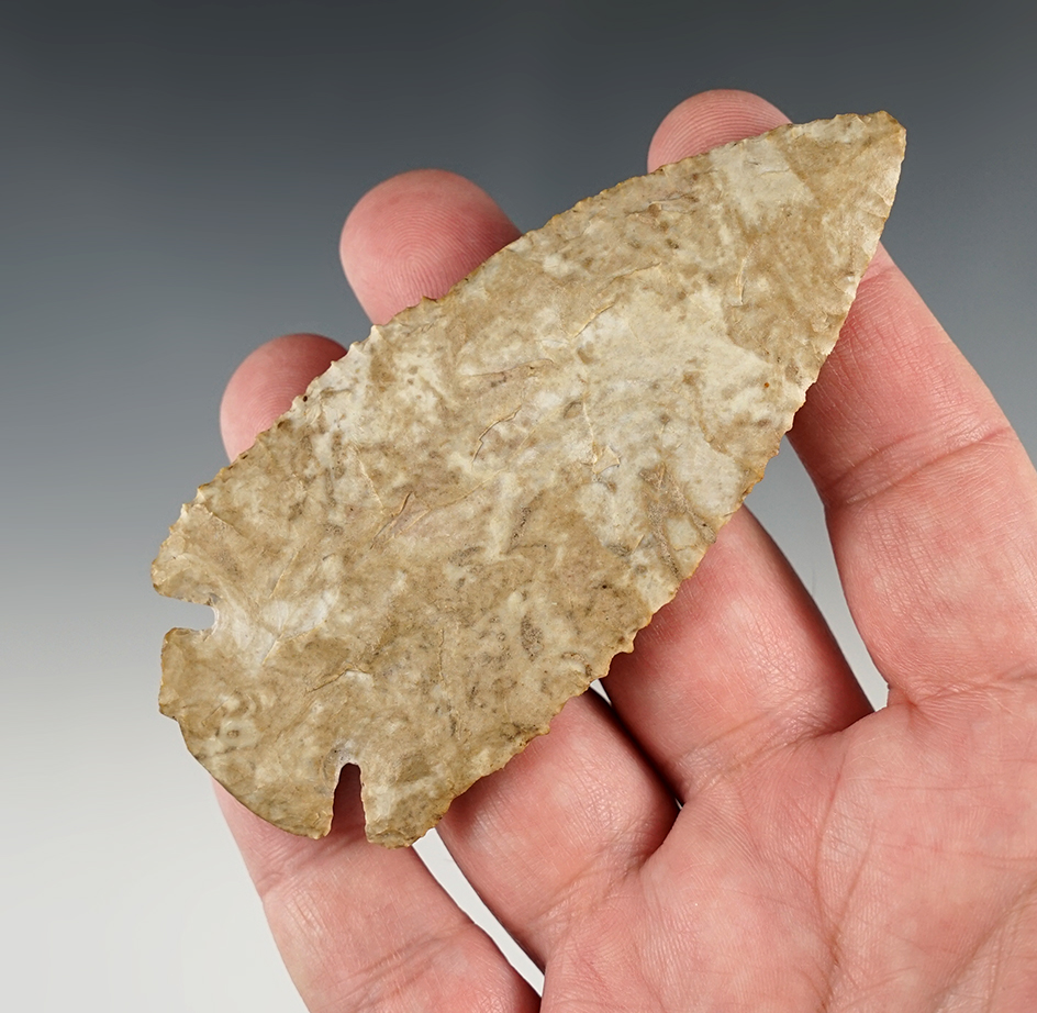 4" Fort Payne Dovetail found in Pulaski Co., Kentucky. Comes with a Davis COA.