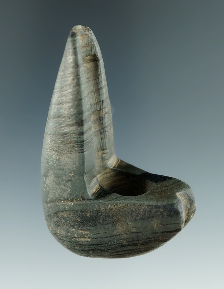 2 5/8" Rare and unique Geniculate - nicely fluted found in Delaware Co., Indiana. Davis COA G-9.