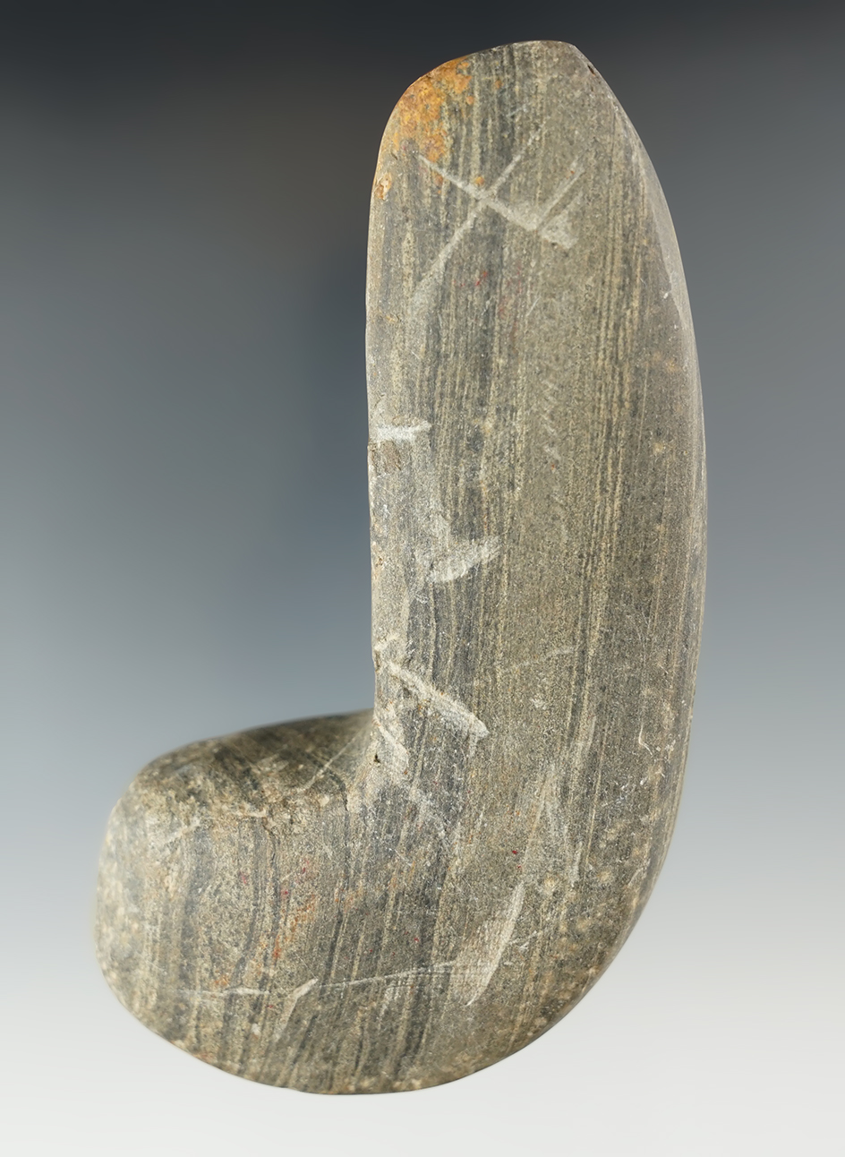 4 3/8" Banded Glacial Slate Geniculate Preform found in Indiana.