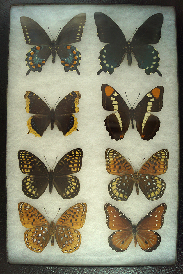 Framed 8 x 12 set of eight attractive butterflies found in Arizona.