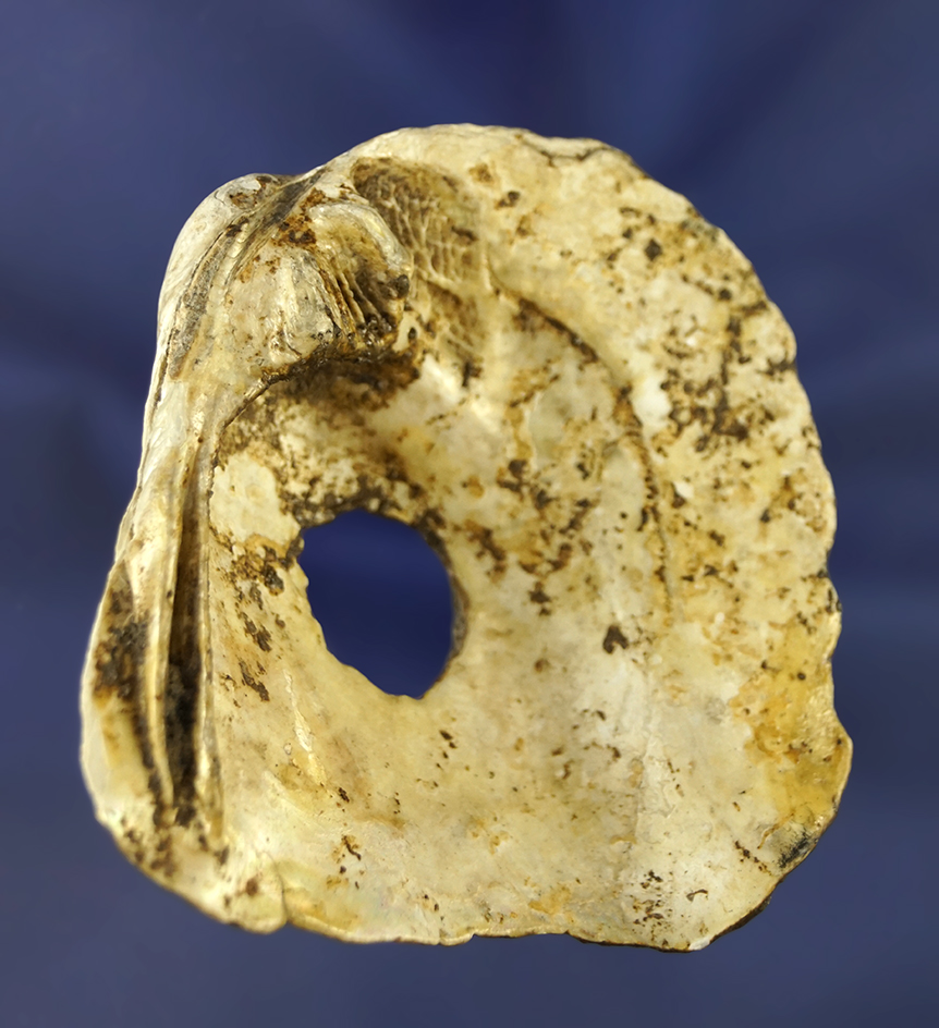 2 15/16" wide Fort Ancient shell Hoe found at the Feurts Village site by Dr. Stanley Copeland.