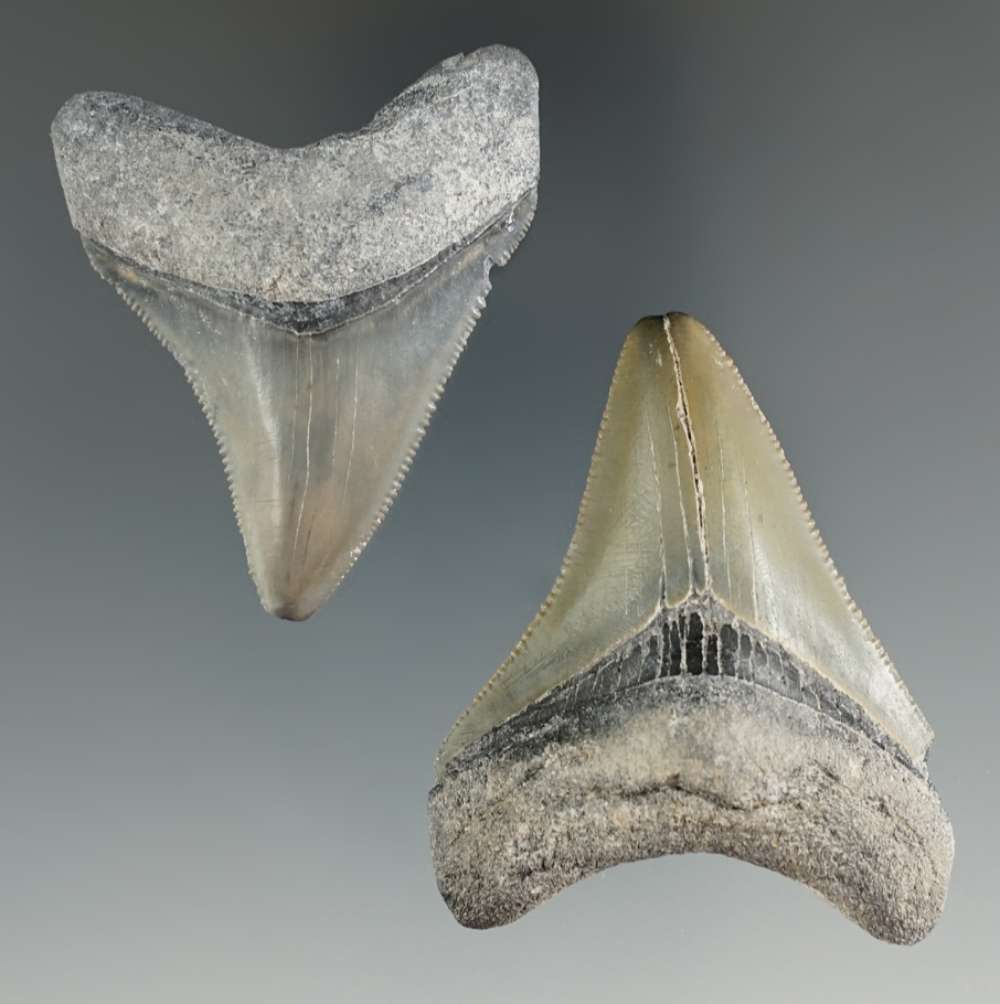 Excellent pair of Megalodon sharks teeth, largest is 2". Found in the "Bone Valley" area, Florida.