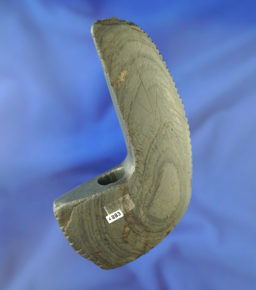 Very Nice! Highly engraved and tallied 4 1/2" Tall Banded Slate Geniculate. Coshocton Co., Ohio.