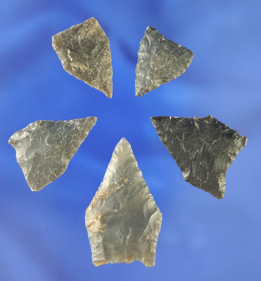 Set of five Jack's Reef Pentagonal points found in Tennessee. Largest is 1 7/16".