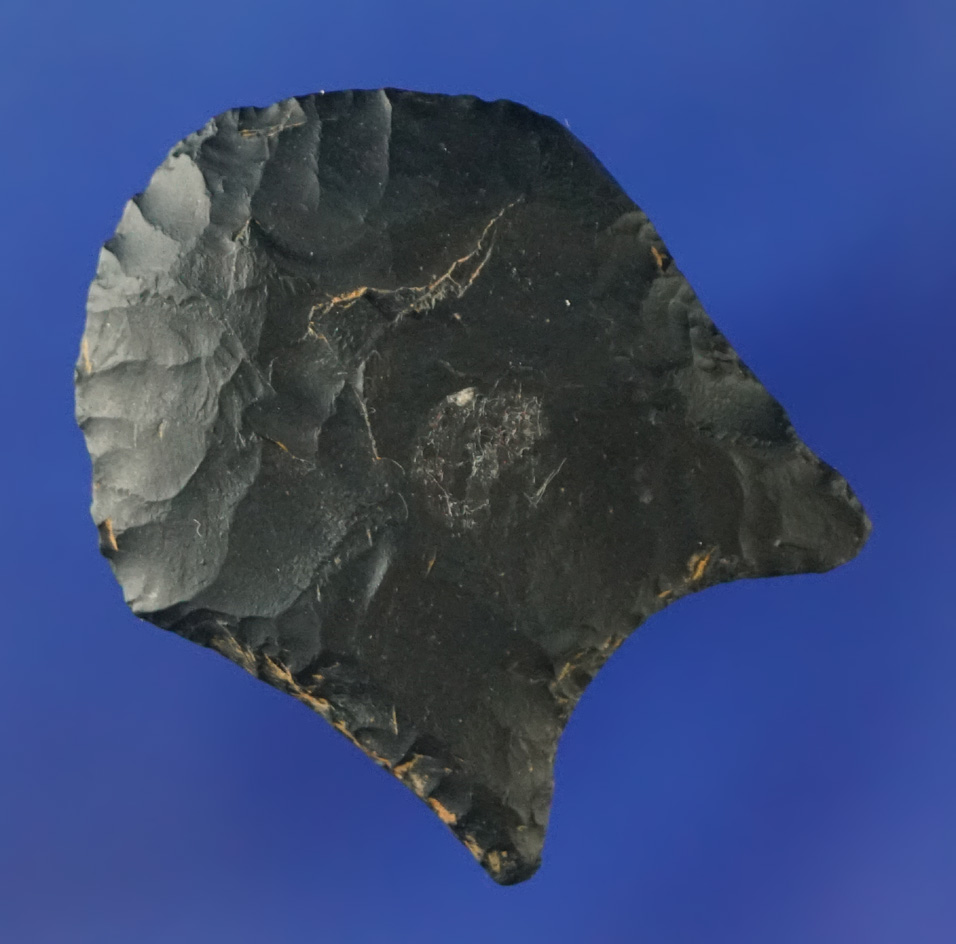 1 3/8" rare style Paleo Crowfield found in New York. Comes with a Davis G-9 COA.