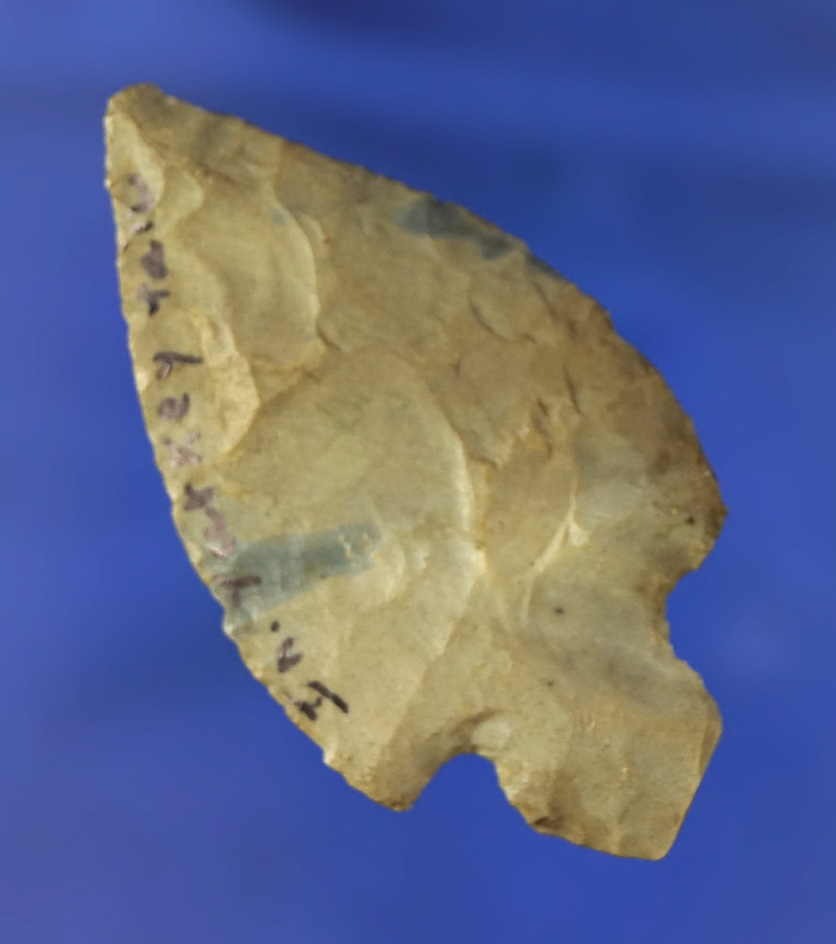 Thin and nice 2 1/2" Turkeytail found in Indiana.