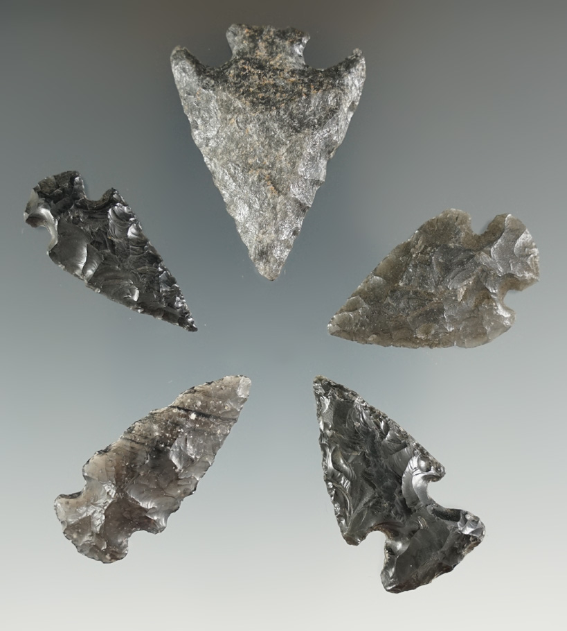 Five assorted arrowheads found in Montana and Wyoming, largest is 1 9/16".