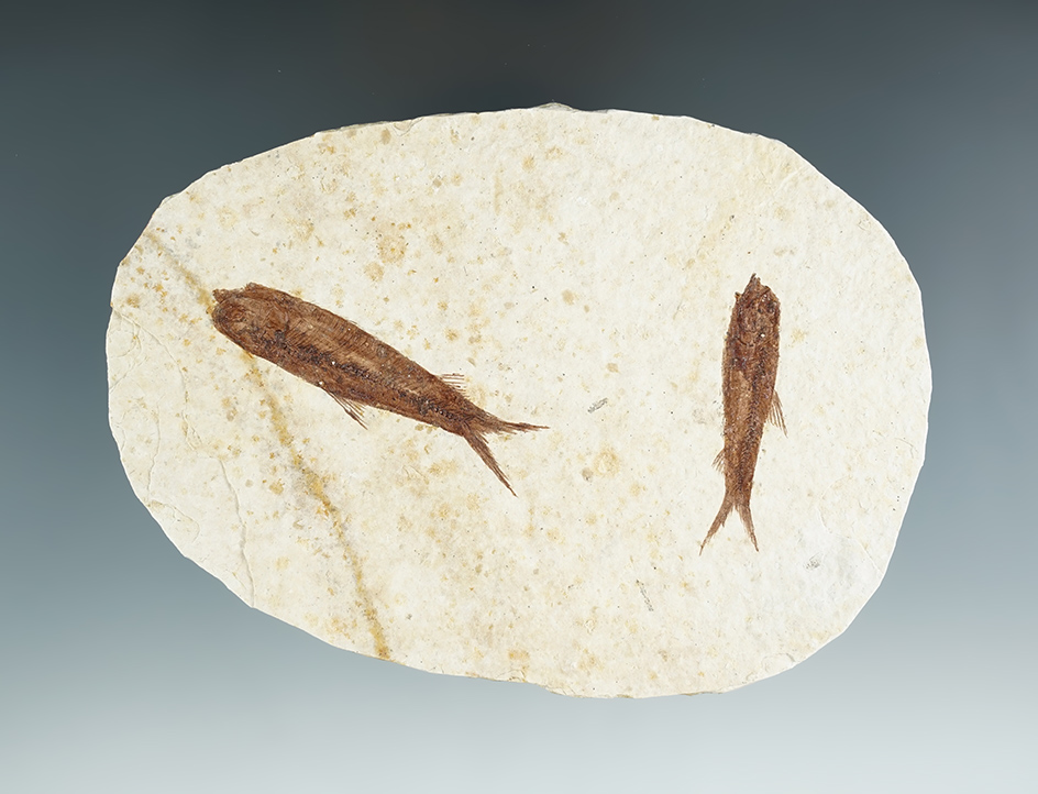 Pair of fossil fish on a 4 1/2" slab found in Kemmerer, Wyoming, at the Greene River Formation.