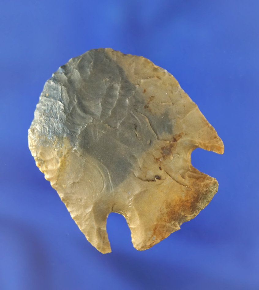 Exceptional 1 15/16" Hafted Scraper made from Fort Payne chert - Kentucky. Ex. Gary Noel