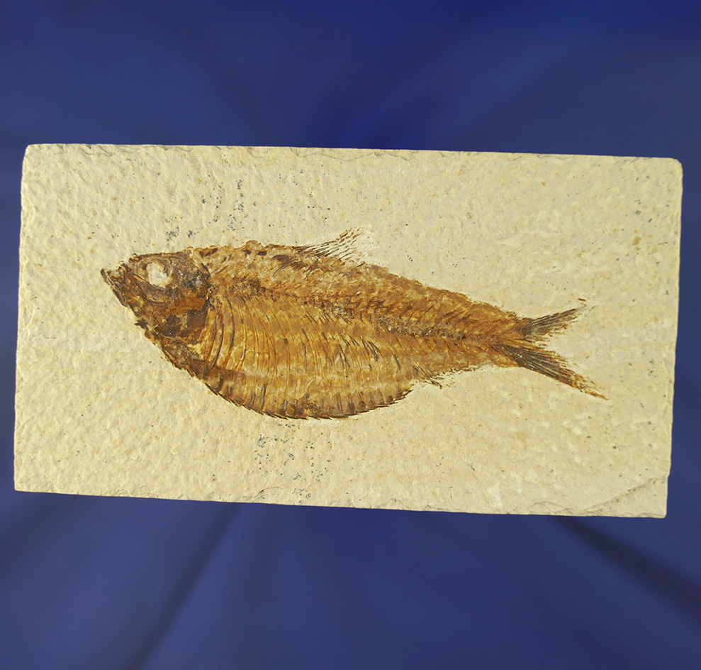 4 5/8" long fossil fish on a 6" long slab found in Kemmerer Wyoming.