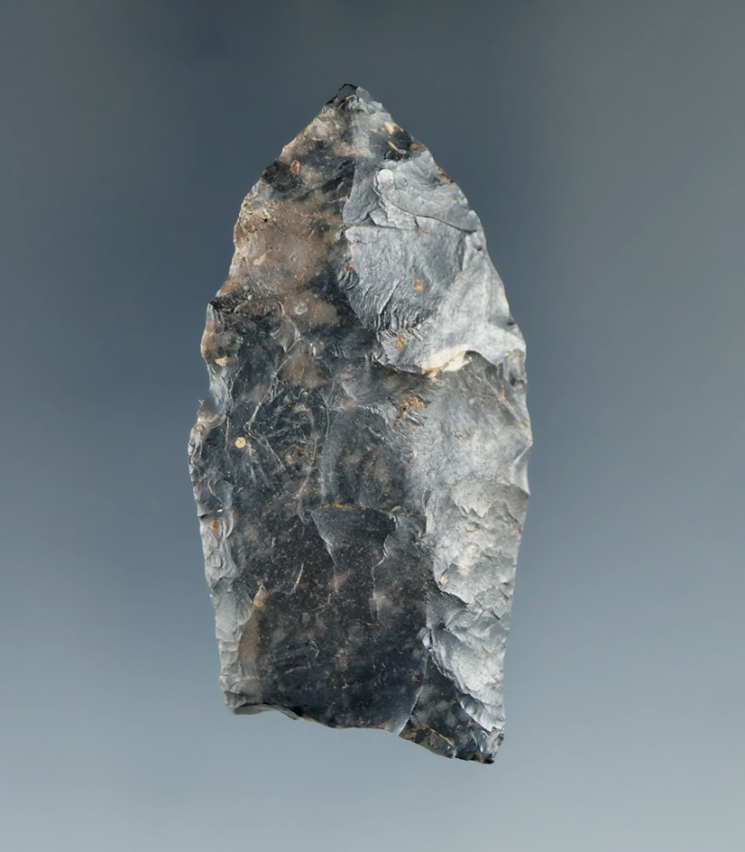 2 1/16" Paleo Hi-Lo point found in York Co. Pennsylvania. Comes with a Rogers COA.