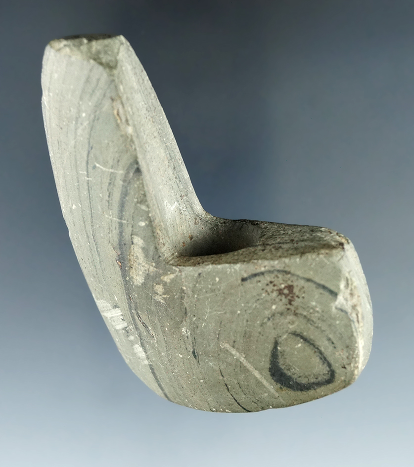 3 13/16" green banded Slate Geniculate found in Ashland Co. Ohio with some damage to one side.