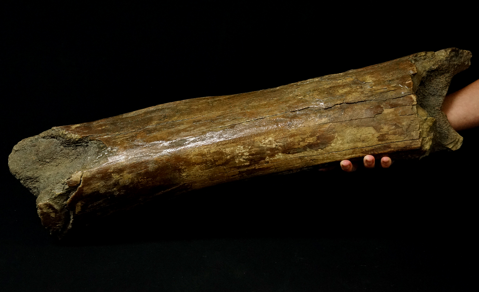 Large 26" + long fossil Mastodon leg bone dug up by a gold dredge in Fairbanks Alaska.